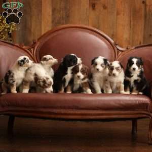 Gary, Australian Shepherd Puppy